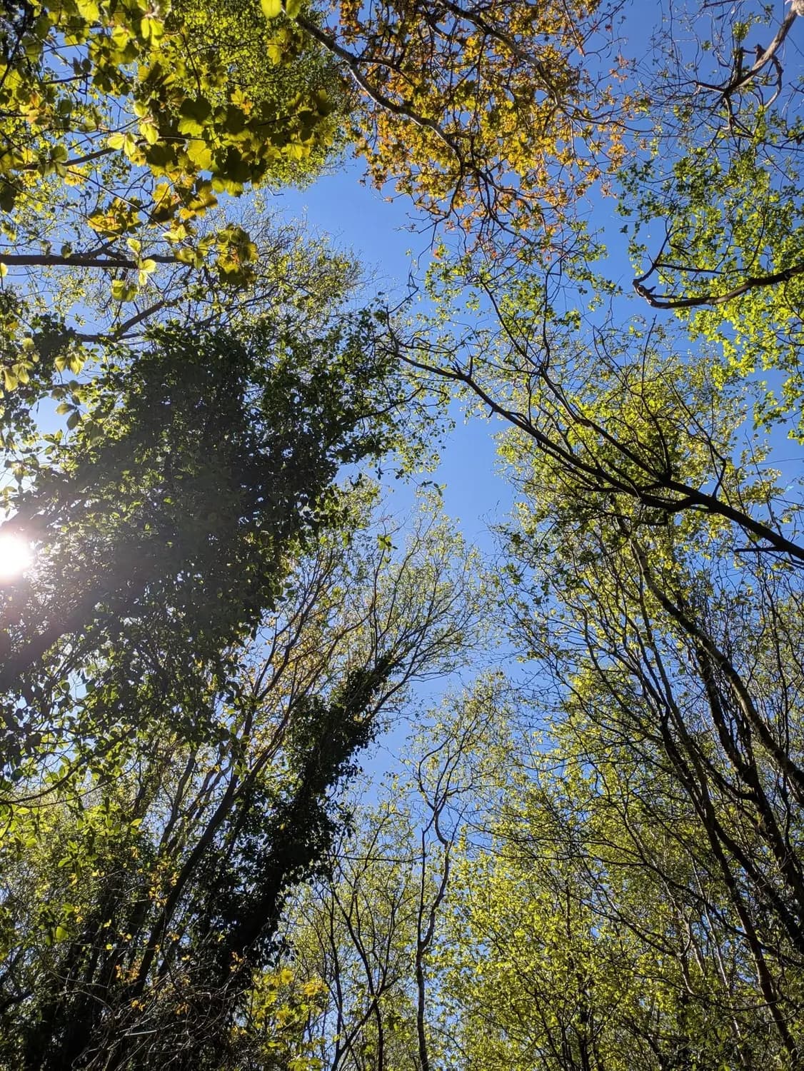 Looking up through the leaf canopy of the woodland on a bright day