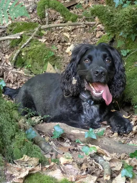Eli, their sprocker spaniel, lying in the leaf litter among the moss and ivy of the woodland