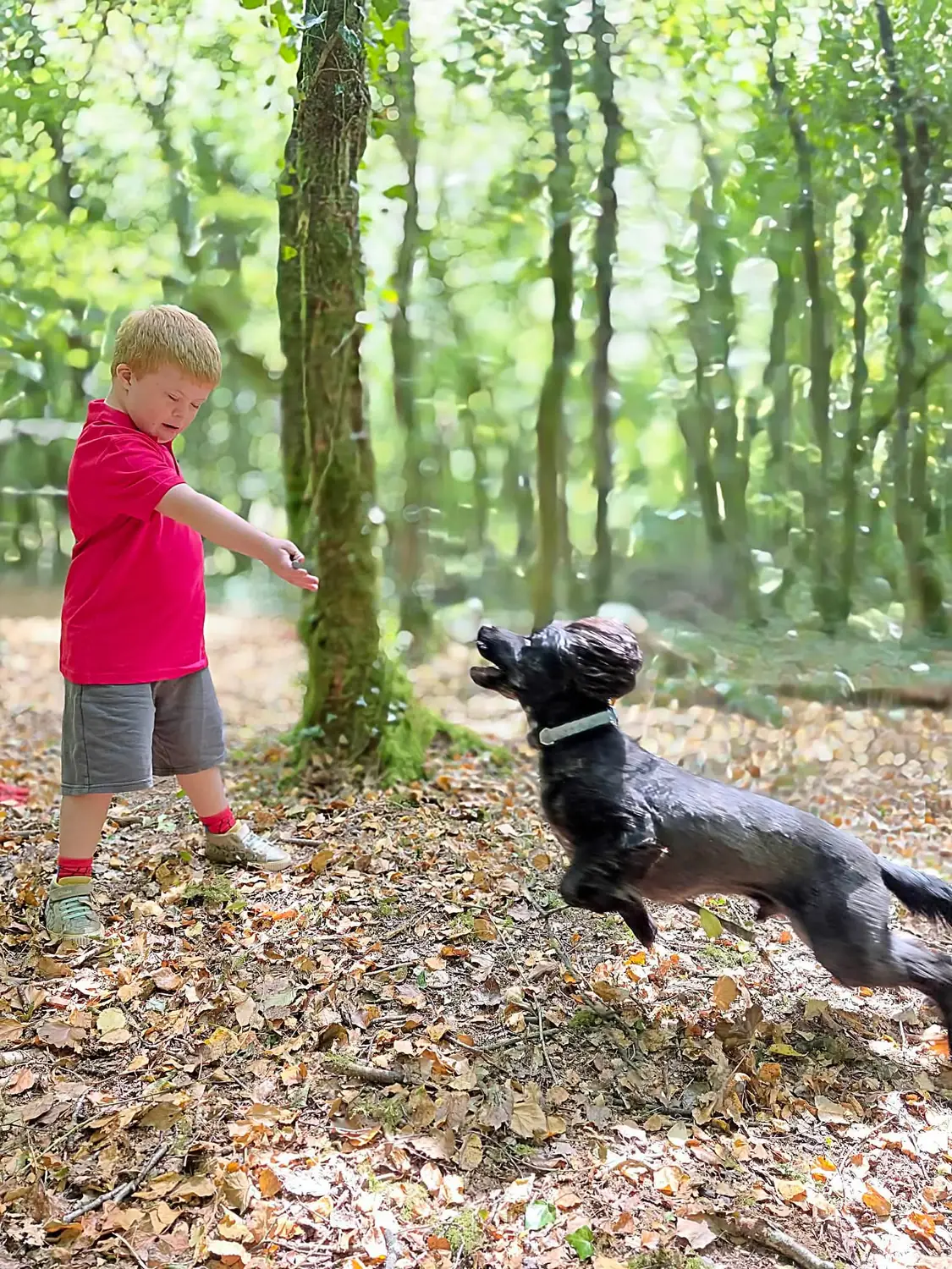 A child playing with Eli, their sprocker spaniel, among the leaf litter A child playing with Eli, their sprocker spaniel, among the leaf litter